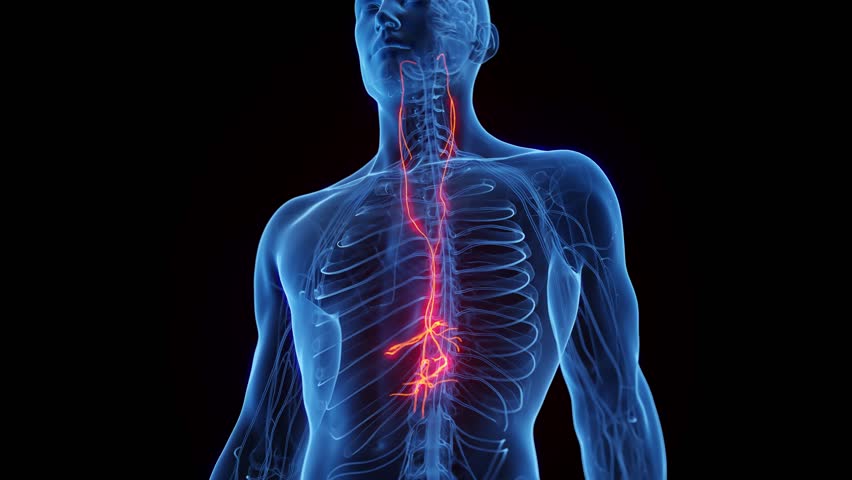 3D rendered medical animation of male anatomy - vagus nerves. plain black background. professional studio lighting. rotation