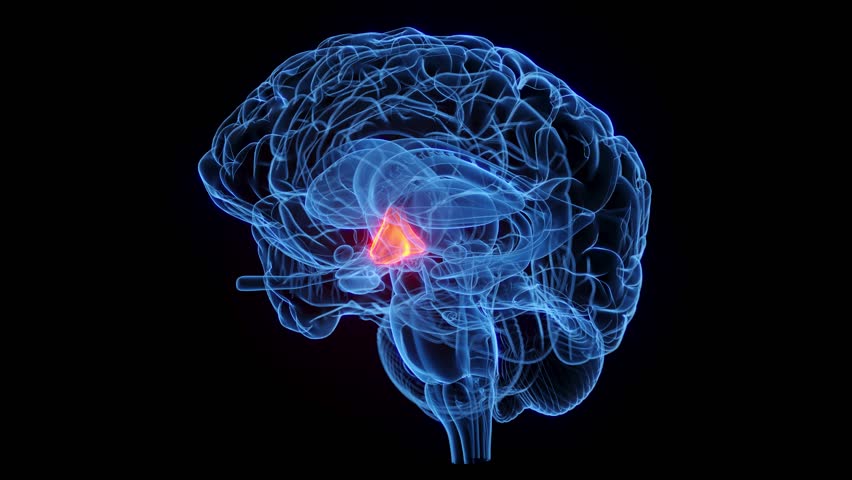 3D rendered medical animation of the hypothalamus. plain black background. professional studio lighting. rotation