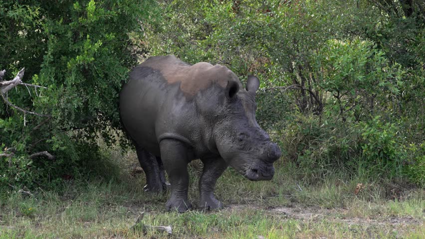 A de-horned white rhino with wet, muddy skin is standing quietly under green bushes. Royalty-Free Stock Footage #1099465481