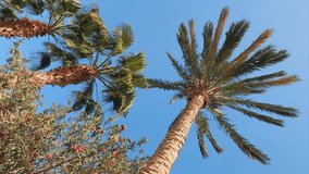 A green palm tree against a blue sky. Palm trees in the sunlight. View of palm trees against the sky with branches swaying in the wind - 4K video. Palm tree on the seashore view from below. Egypt 2022