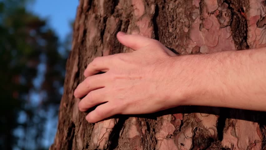 man hand strokes the bark of an old pine tree. a man touches the bark of a tree in the forest at sunset. unity with nature. save and protect the green planet. closeup. Royalty-Free Stock Footage #1099469229