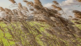 Close-up video of an Arundo Donax plant swaying in the wind, showcasing its tall, bamboo-like stems and feathery plumes