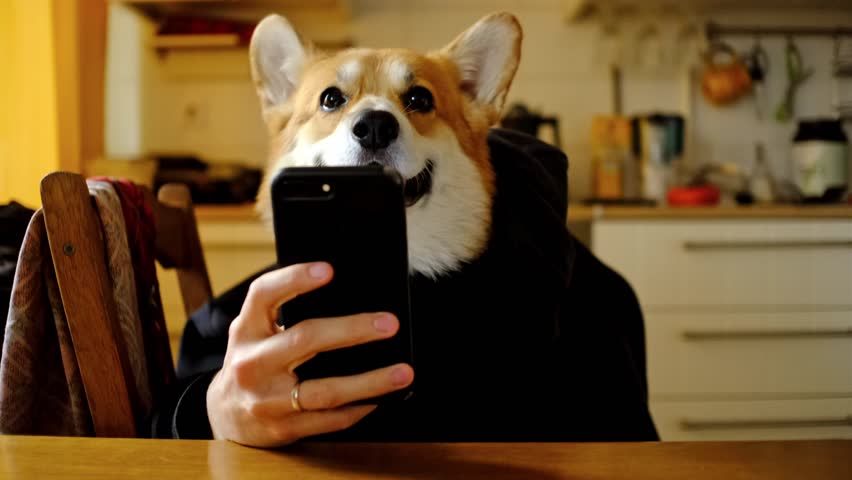 A corgi dog in a black sweatshirt with a hood sits at the table looking at phone. High quality FullHD footage Royalty-Free Stock Footage #1099476513