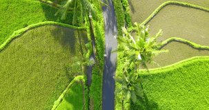 Drone shot of people is walking on the road in the middle of rice field with coconut trees on the side