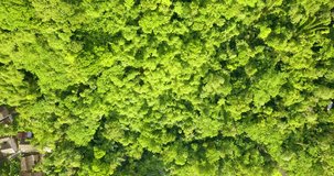 Overhead drone shot of green forest bordering rice fields and village - Indonesia
