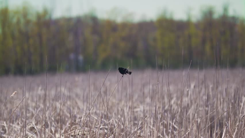 Red-Winged Blackbird Perched on Reed in a Marsh