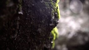 Rock dropping water drop from moss after a rainy morning. Nature concept. Slow motion - Powered by Shutterstock - Get 15% off with code: PIKWIZARD15