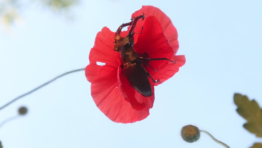 stag beetle sitting on red poppy slow motion