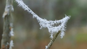 frost on plants. frozen grass and branches. ice on the grass. branches in frost. Frost season icy crystals on leaves and plants. Branches of bush covered with ice after rain in frost in winter close-u - Powered by Shutterstock - Get 15% off with code: PIKWIZARD15