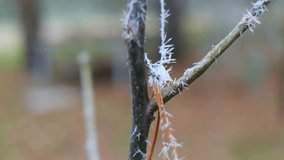 frost on plants. frozen grass and branches. ice on the grass. branches in frost. Frost season icy crystals on leaves and plants. Branches of bush covered with ice after rain in frost in winter close-u - Powered by Shutterstock - Get 15% off with code: PIKWIZARD15
