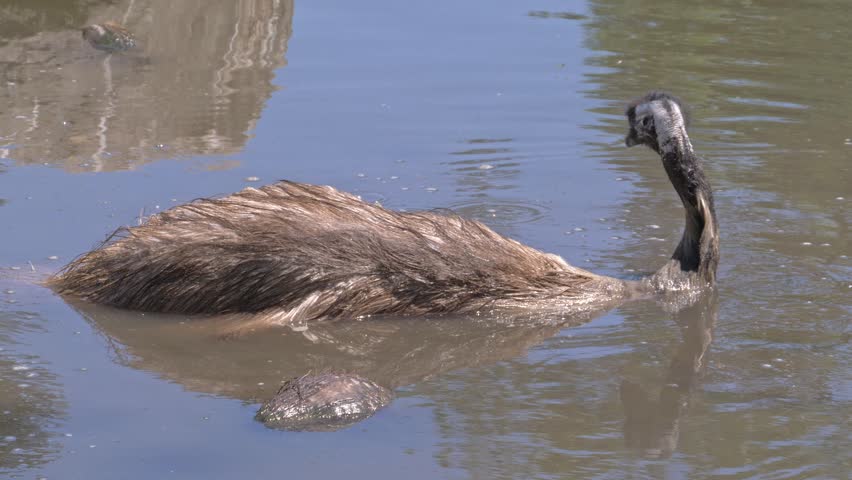 Closeup Of Emu Bird Submerged And Wading In Water In Queensland, Australia. Royalty-Free Stock Footage #1099484607