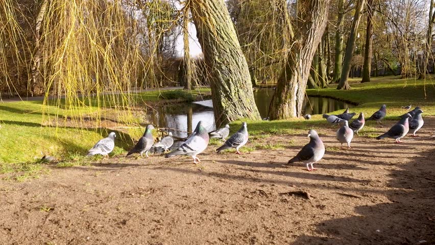 feeding pigeons in the park in winter. Oliwa park. Gdansk, Poland