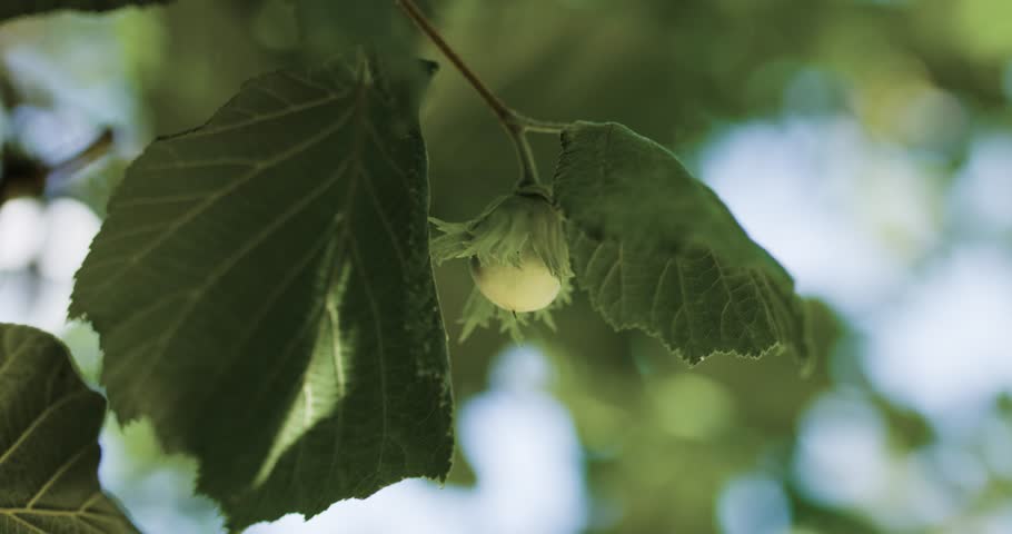 Hazelnut on a tree in nature. Close up video.