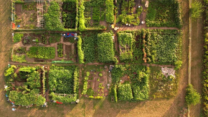 Urban farm aerial view. Growing and farming vegetables in the city. Top view of an urbanized town garden made by citizens nearby buildings. Toronto, Ontario, Canada.