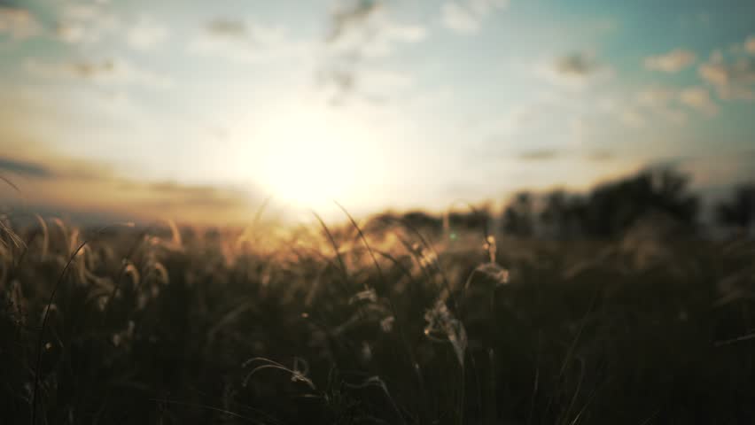Landscape sunset on a wheat field sunbeams glare.Beautiful nature in summer. Nature grass spikelets sunset. Summer park lawn in the sun. Silhouette of swaying spikelets in nature in the field Royalty-Free Stock Footage #1099487965