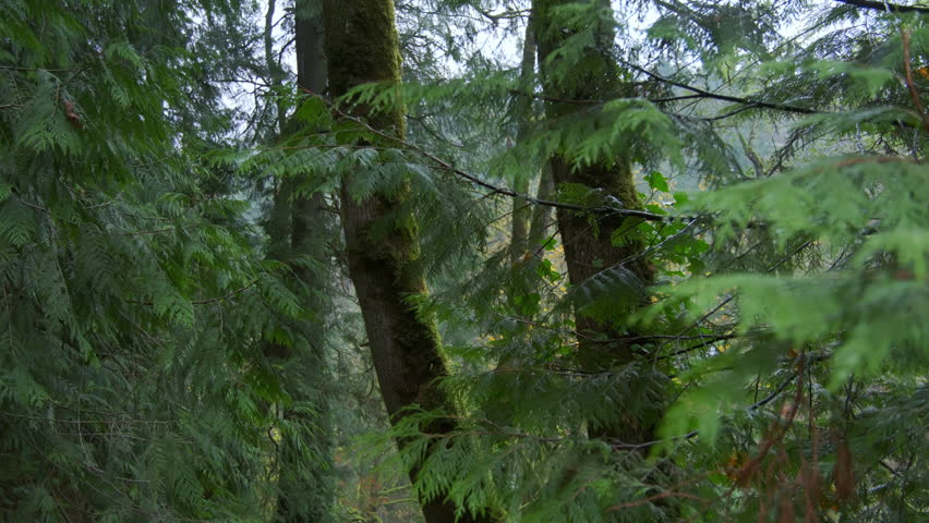 Close up shot of Moving through a lush and fallen leaf in beautiful autumn forest in Oregon. Move camera