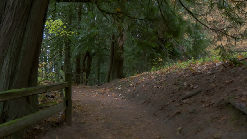 Moving through a lush and fallen leaf in beautiful autumn forest in Oregon. Move wide view camera shot