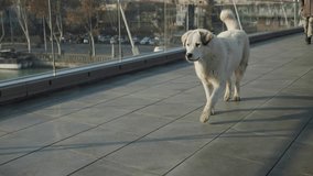 Large stray dog walks across Bridge of Peace on frosty day at dawn in Tbilisi, looking curiously at camera at end of video. Lame dirty homeless animal hurries walking down the street. 