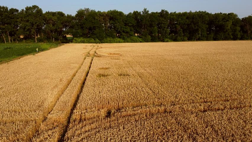 Wheat field. Field ears spikes of ripe wheat. Golden ripened wheat grains. Wheat grain harvest. Agricultural agrarian field. Harvesting land. Growing cultivation agricultural crops. Aerial drone view
