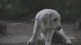 Slow motion of a golden retriever sniffing around. A puppy of a golden retriever on a walk sniffs around. Slow motion. golden retriever sniffing the air on a walk. slow motion video
