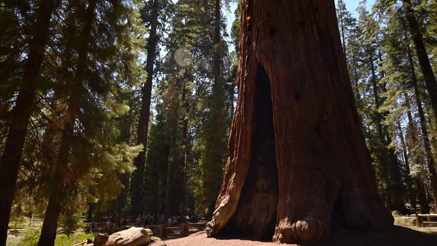 Timelapse of visitors taking photos of General Sherman Tree, Sequoia National Park