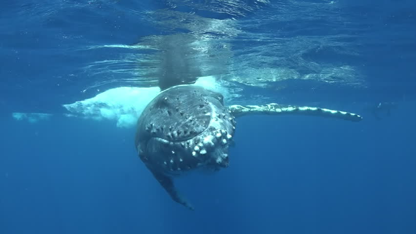 Whale vertically floats to surface of water near whale calf in ocean of Reunion island.