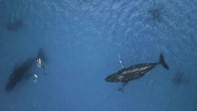 Group of people swim with whale (Eubalaena glacialis) in clear water of ocean. Watch an exclusive unique collection of video footage about whales.