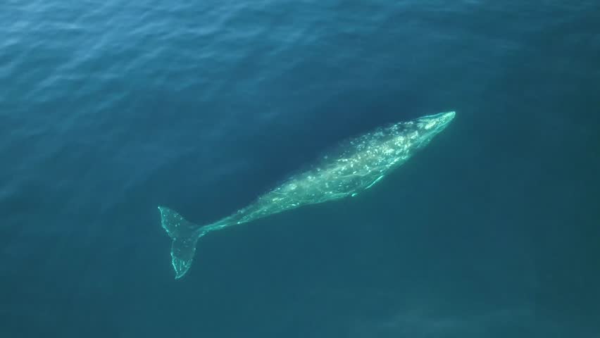 Grey California Whale (Eschrichtius robustus) in clear ocean water. Marine mammal of baleen whales. Watch an exclusive unique collection of video footage about whales. | Shutterstock HD Video #1099503969