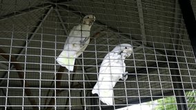Feeding the yellow-crested cockatoo (Cacatua sulphurea) in a cage at bintan zoo indonesia