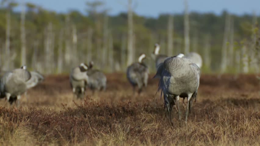 A group of cranes Grus grus feeds and rests in the marsh during spring migration. Swamp in spring in the sunset lights. Dead trees in the background. FullHD ProRes footage