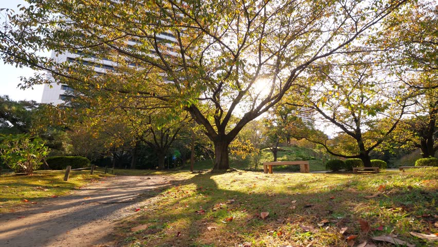Atmospheric shot of Tokyo park in sunny autumn day, big tree near path, empty bench and yellow leaves on lawn. Bright sun shine through branches, light wind, shadows on the ground