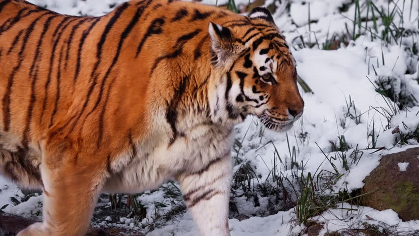 Male Siberian tiger or Amur tiger walking in snowy winter landscape turning and looks back | Shutterstock HD Video #1099514819