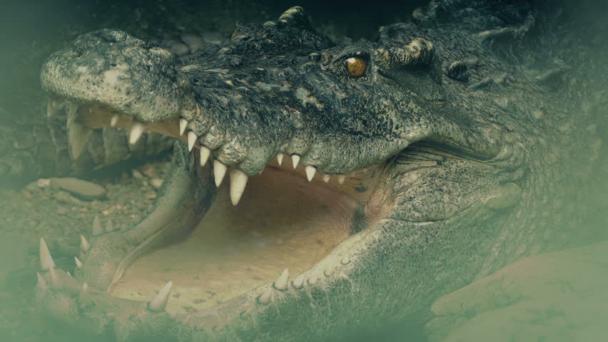 Crocodile Opens Mouth In Misty Swamp | Shutterstock HD Video #1099516735