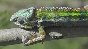 Vertical video, Closeup of green chameleon climbs up tree on sunny day. Panther chameleon (Furcifer pardalis).