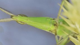 Vertical video, Close up frontal portrait of Giant green slant-face grasshopper Acrida froze sitting on spikelet on grass and blue sky background. Bottom view