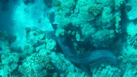 Vertical video, Moray eel swim near coral reef in the morning sunrays. Giant moray (Gymnothorax javanicus), Top view, Sllow motion