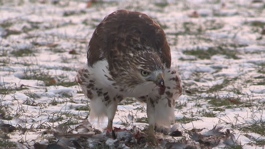 Toronto, Ontario, Canada March 2014 Red tailed hawk eats prey on university campus in Toronto
