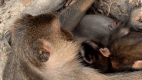 Long tailed macaque female with her baby
