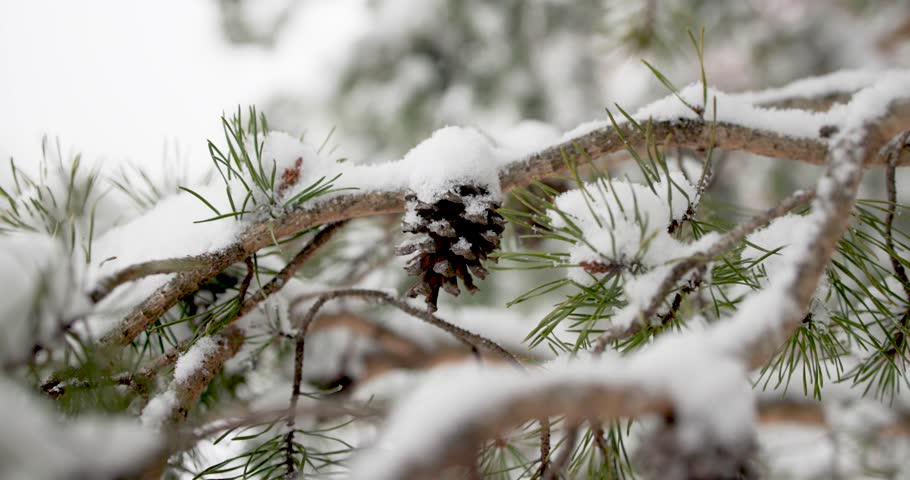 Pine cone covered during snow Royalty-Free Stock Footage #1099524055