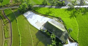 Aerial view of a farmer is drying paddy in the sun on the hut in the middle of rice field - Rural activity in Indonesia