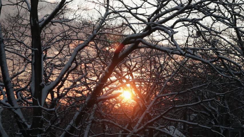 The orange rays of the setting sun peek through the snowy branches of twisted and tangled trees in a peaceful wilderness. An artistic and hopeful background scene for a new beginning. | Shutterstock HD Video #1099525321