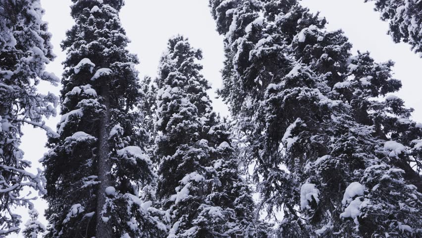 Pine Trees in Banff National Park Winter Snow, 4K