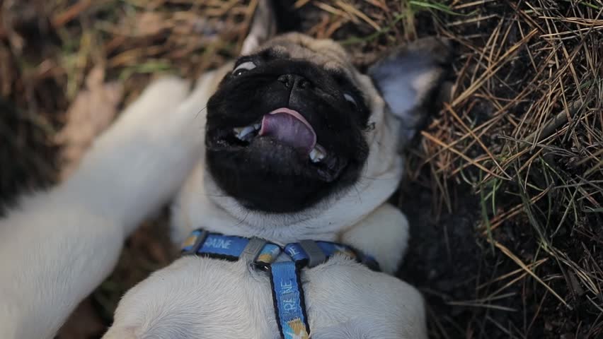 Cute pug lies on his back on the grass. A cute, rather lazy pug lies resting on the lawn. The tongue is out. A cute young pug is lying on the grass in a city park on a sunny day. | Shutterstock HD Video #1099528359