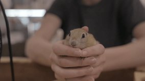 This video shows a ground squirrel rooting around in someone's hands as it's being held.