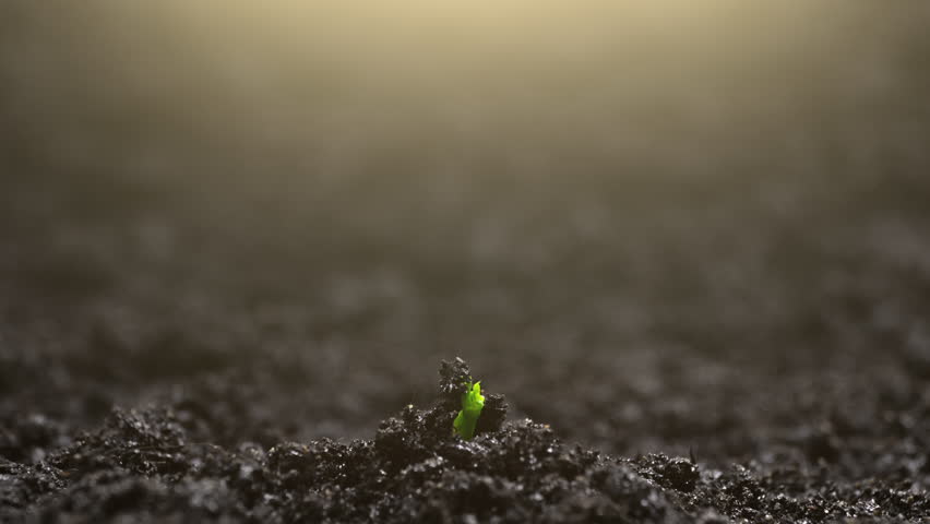 Growing Pea Plant in Time Lapse. Sprout Germination From Seed in Soil. Royalty-Free Stock Footage #1099533085