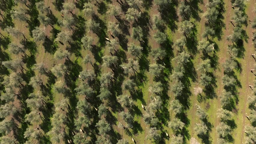 Flock of Sheep grazing under Olive trees, Aerial view