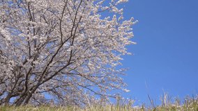 Video of a row of cherry trees in full bloom swaying in the wind, taken from a fixed low angle.
4K 120fps edited to 30fps.