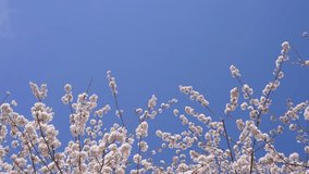 4K slow motion video of cherry blossoms are falling.
4K 120fps edited to 30fps.