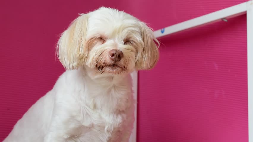 Cute white dog sitting comfortably | Shutterstock HD Video #1099541193