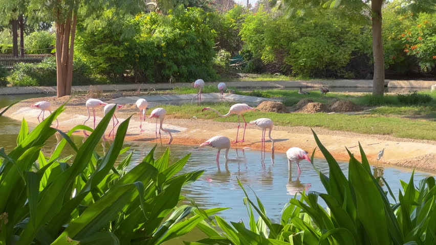 A group of pink flamingos searching for food at the safari park | Shutterstock HD Video #1099543167